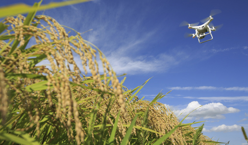 ドローンと稲穂 Seguros Agrarios 2